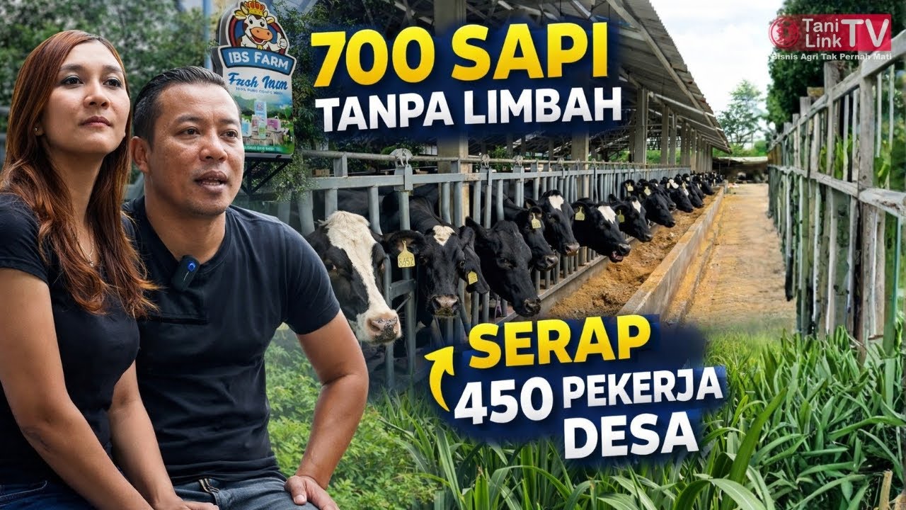 Kompaknya Pasutri Bangun Peternakan Terintegrasi, Kelola 700 Sapi Tanpa Limbah!