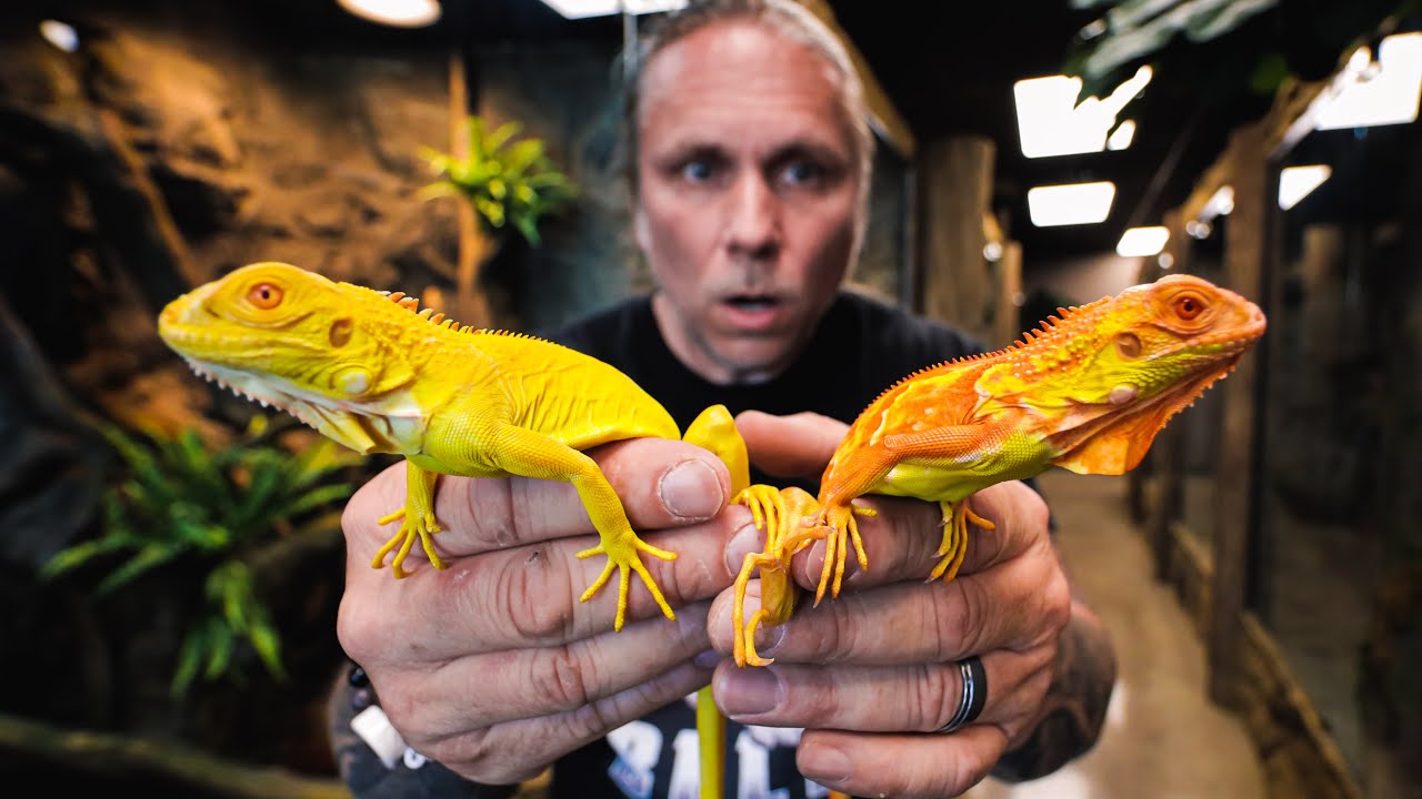 UNBOXING ALBINO IGUANAS FOR THE REPTILE ZOO BUILD!! | BRIAN BARCZYK