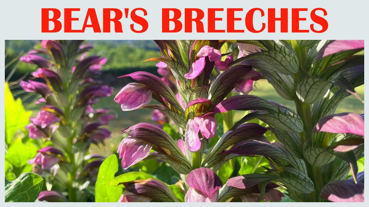 The Regal Beauty of the Bear’s Breeches Plant, flower scenery, beautiful flowers