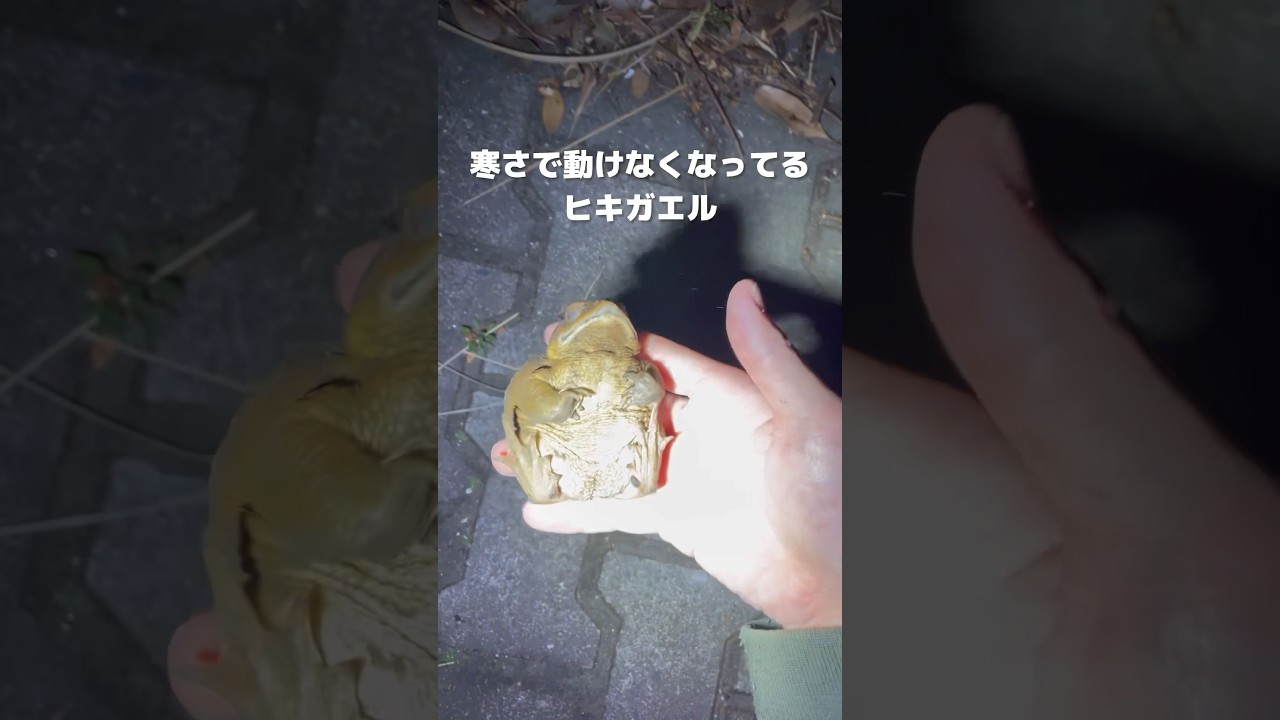 寒さで動けなくなってるヒキガエルを拾い上げると… 