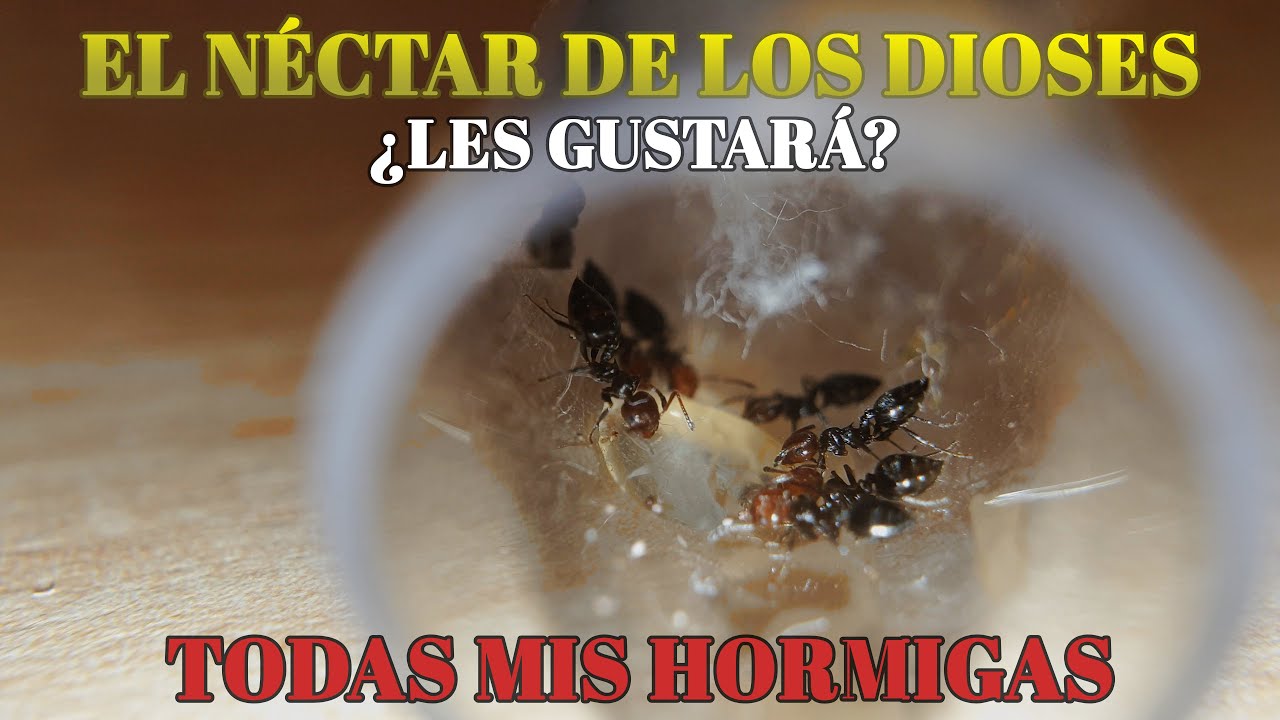 DOY A MIS HORMIGAS EL NÉCTAR DE LOS DIOSES | TODAS MIS COLONIAS