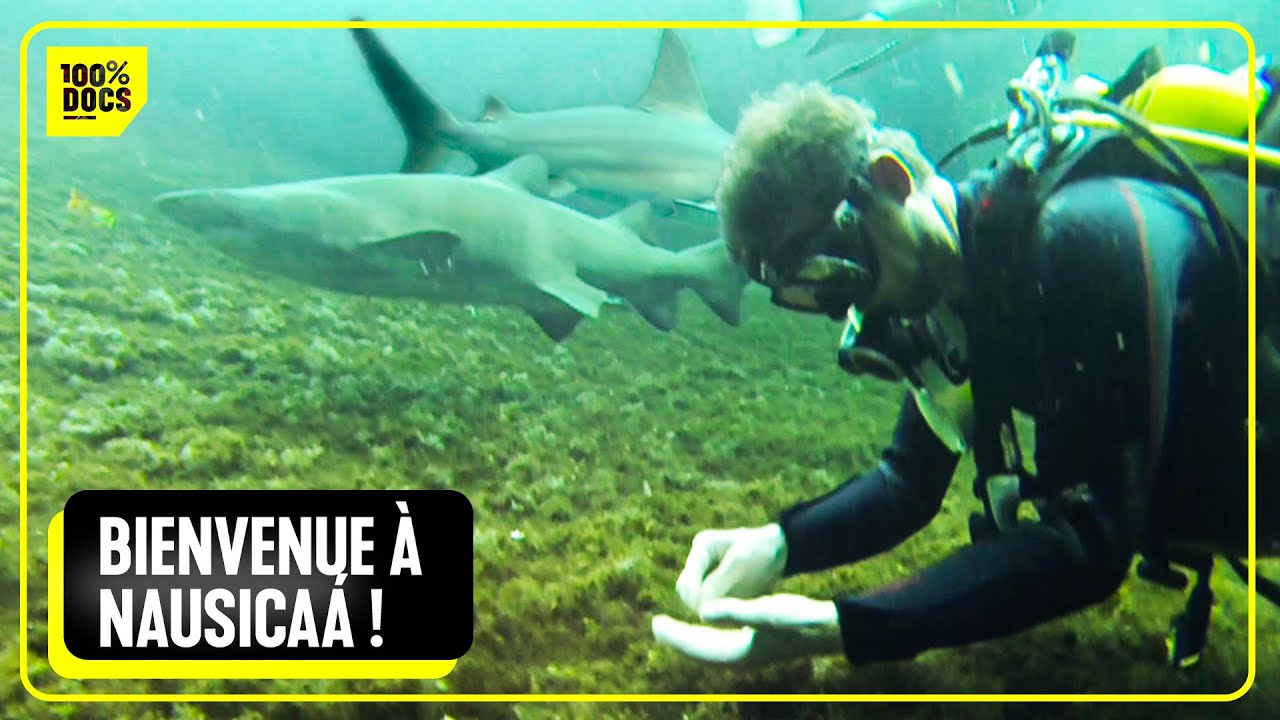 Nausicaa : les secrets de l'aquarium de Boulogne-sur-Mer
