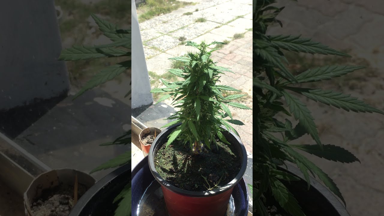 CHERRY PIE X LOCAL SKUNK X CHAMPAGNE DIESEL