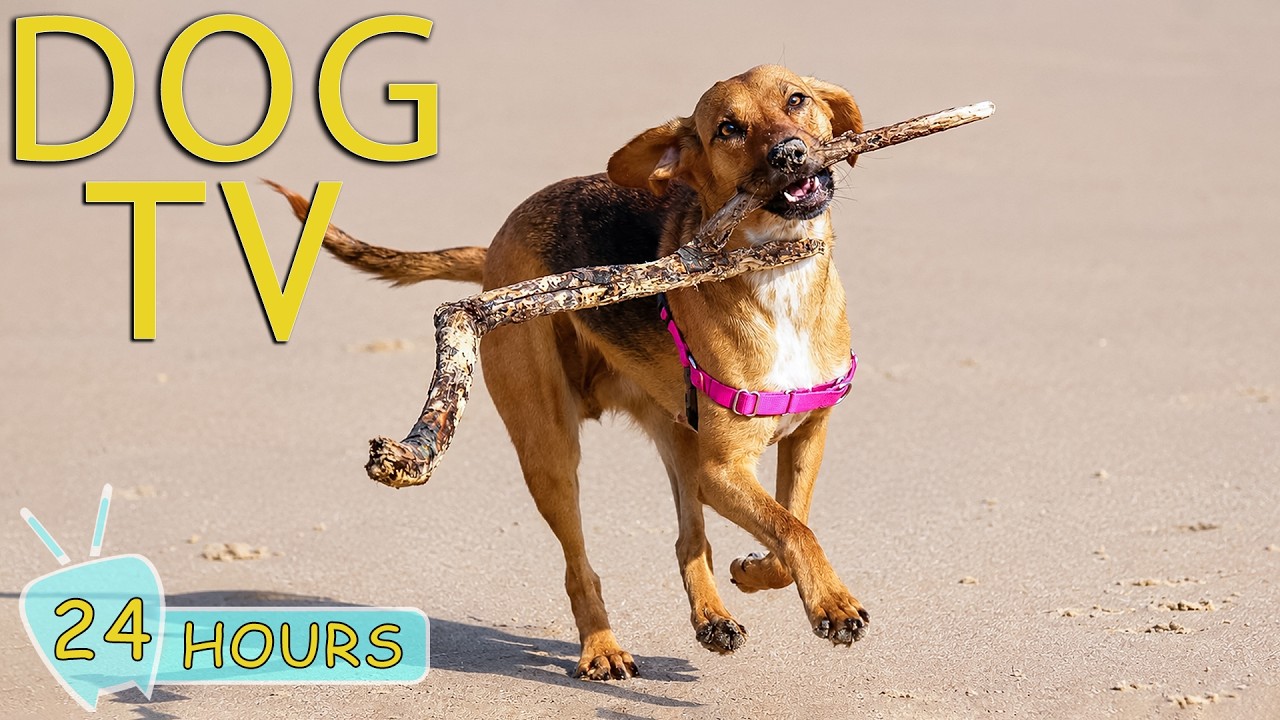 DOG TV: Best Anti-Anxiety Videos for Dogs to Watch All Day Relax - Sothing Music for Dogs