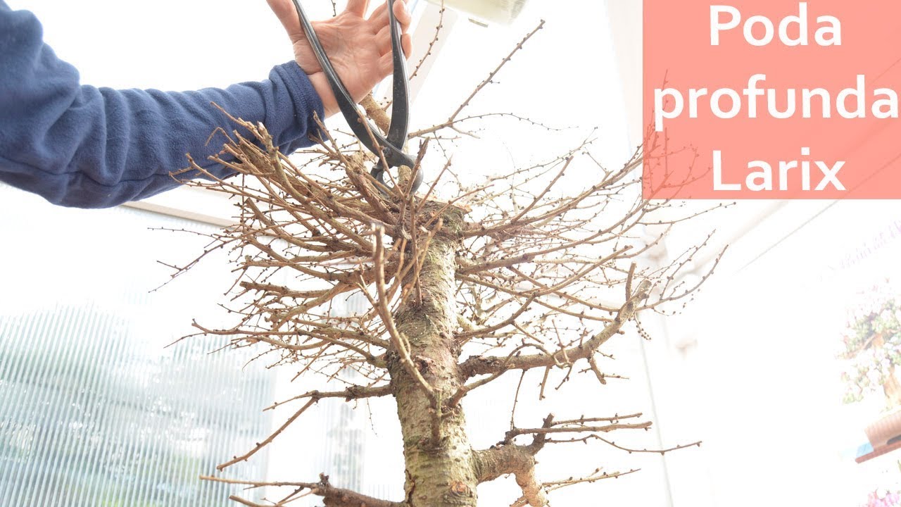 Poda profunda Larix- Bonsai Colmenar