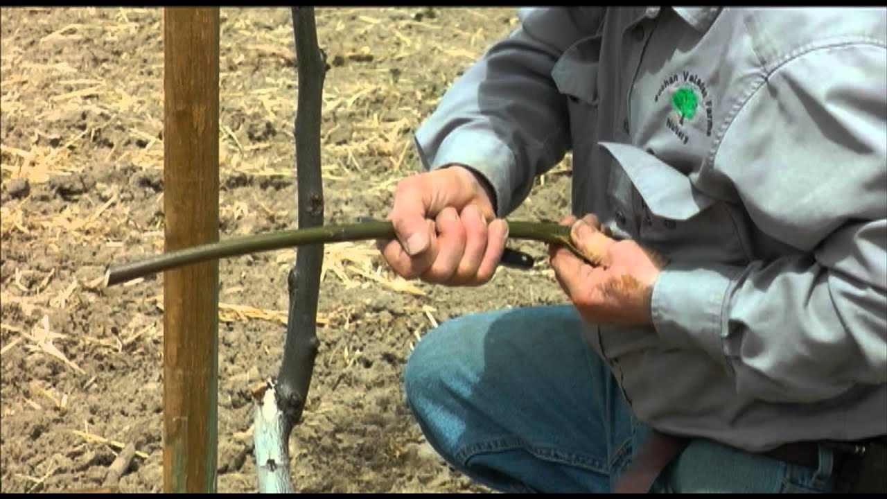 How to patch bud 1 to 2 year old walnut trees - UCANR