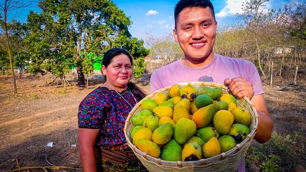 MANGOS EN MIEL 🥭 Fuimos a bajar desde el árbol