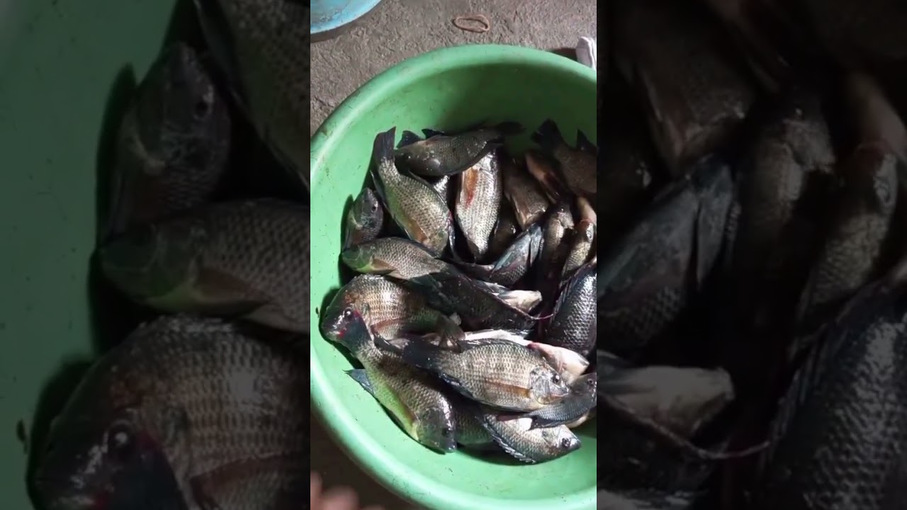 Goreng Garing pake sambal Dabu&sup2;.. #mancingliarjakarta #spotmancingjakarta #shortsvideo #fishing