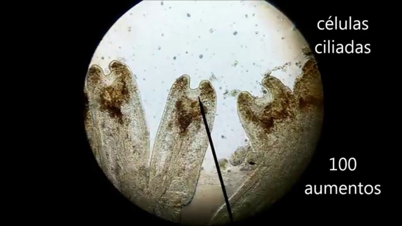 Observación de branquias de mejillón