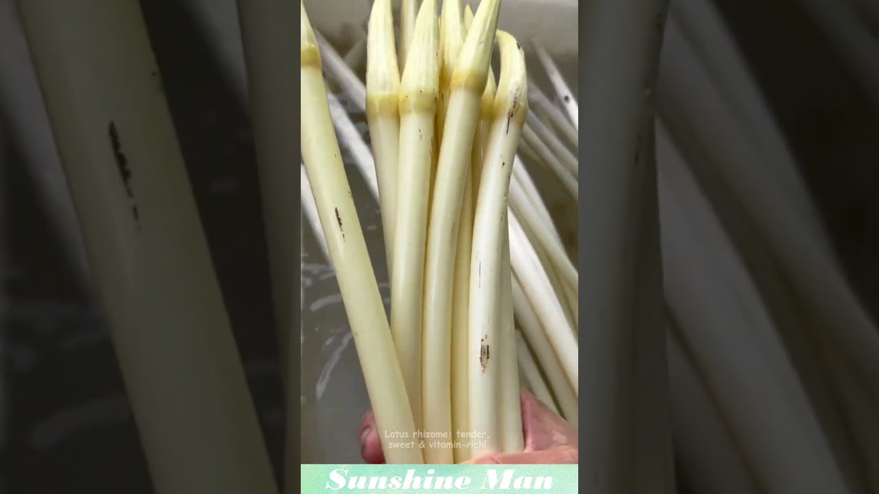 Lotus rhizome: tender, sweet & vitamin-rich! #plants #lotus