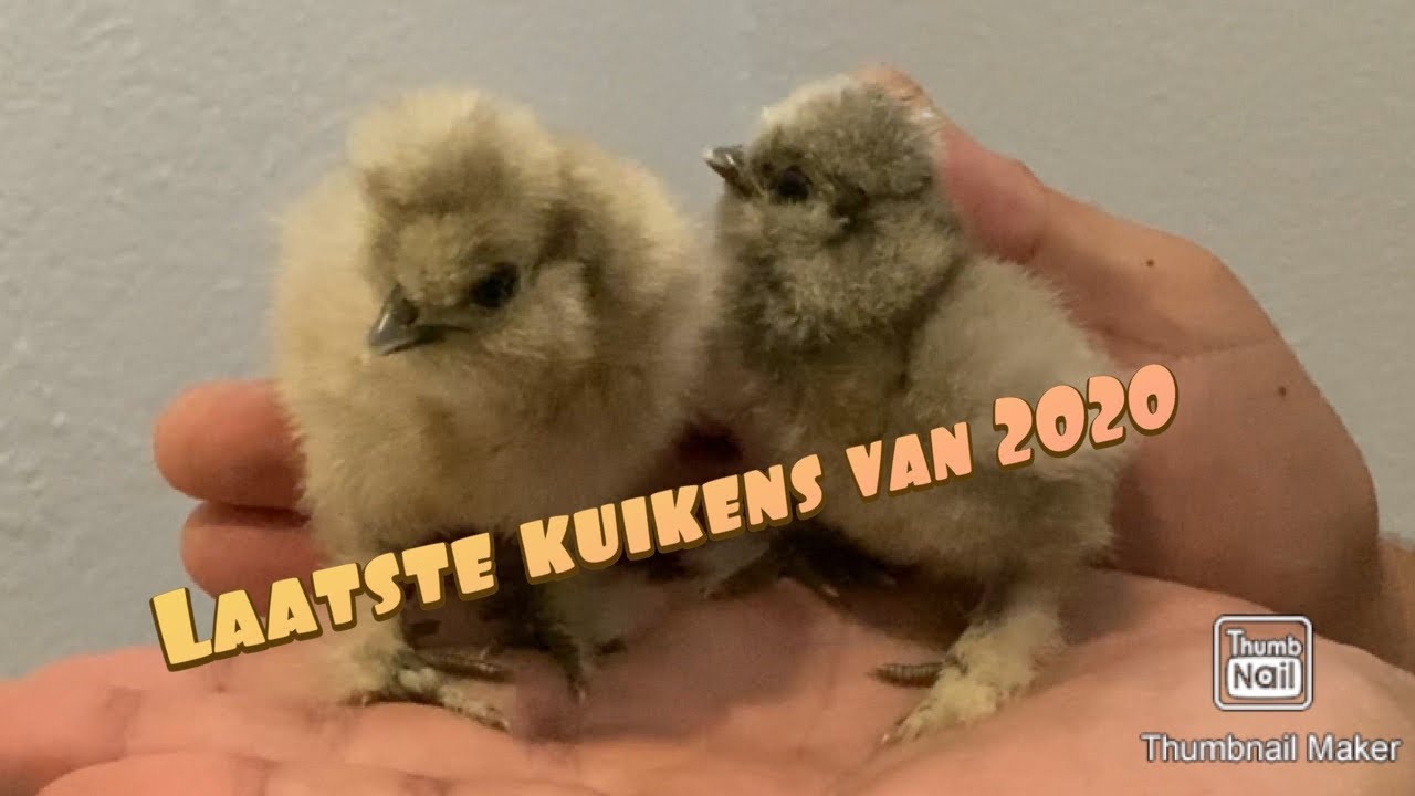 Nieuwe USA zijdehoen kuikens, veel nieuwe kleuren !!