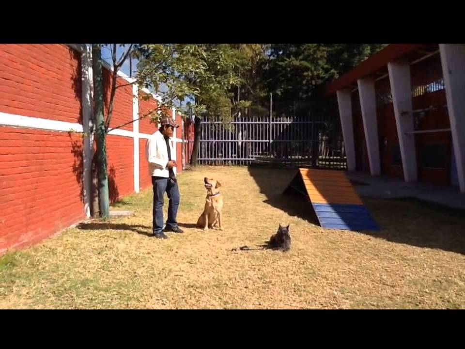 Trucos Caninos- Perro paseando a otro perro