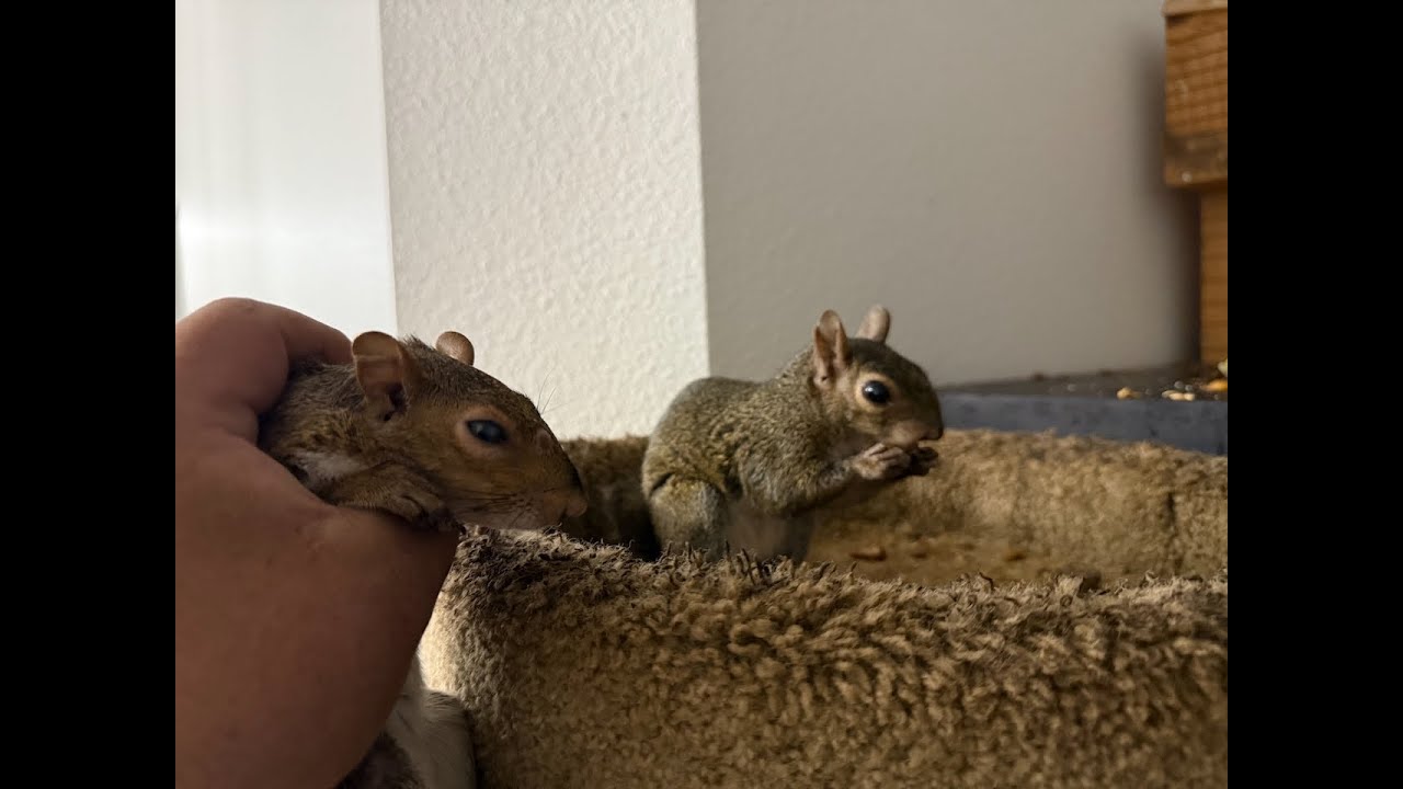 Wild Squirrel with Mysterious Ailment - Update 6
