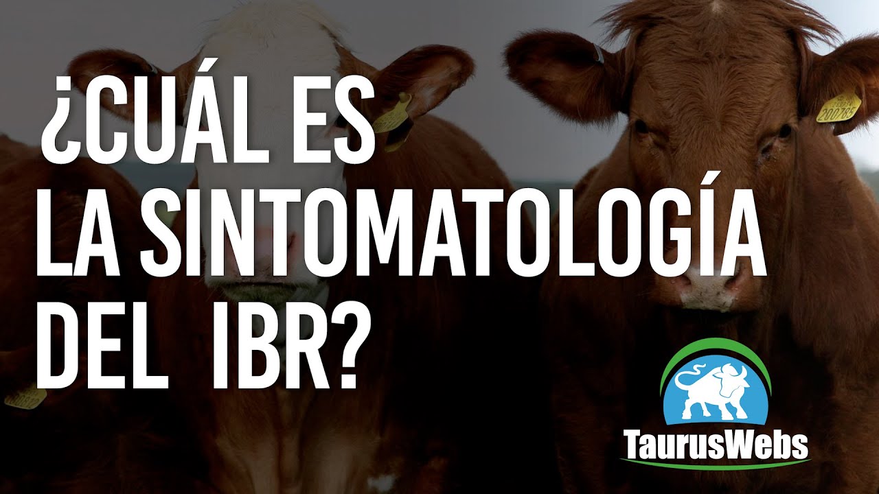 ¿CUÁL ES LA SINTOMATOLOGÍA DEL IBR EN VACAS? ¿VULVOVAGINITIS? ¿COMO SE DETECTA?