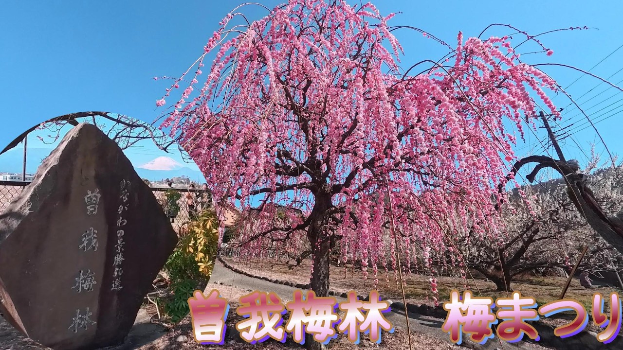 曽我梅林　梅まつり2026　【大宮HFMで買ったもの紹介】