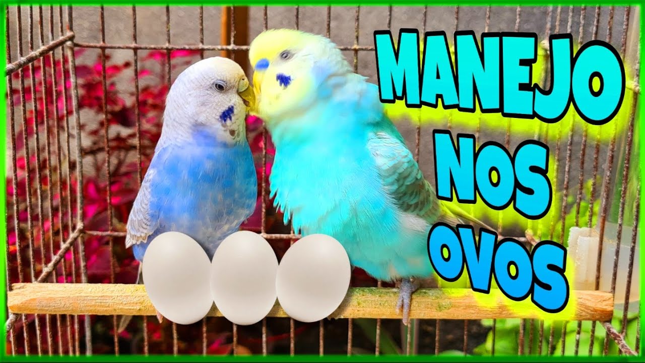 FAZENDO MANEJO NOS OVOS DOS CASAIS DE PERIQUITO