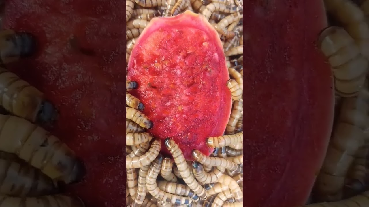 Hungry Mealworms VS Cactus Fruit - Mealworms eat Prickly Pear