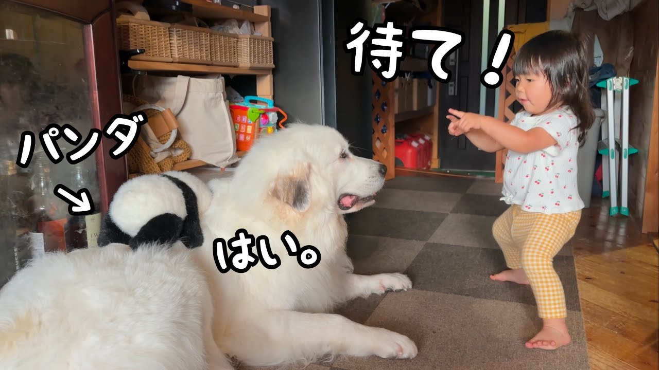 【スゴイ！】ついに２歳児が初めて超大型犬を“ 待て ”させることに成功しました！｜グレートピレニーズ&オールドイングリッシュシープドッグ&トイプードル