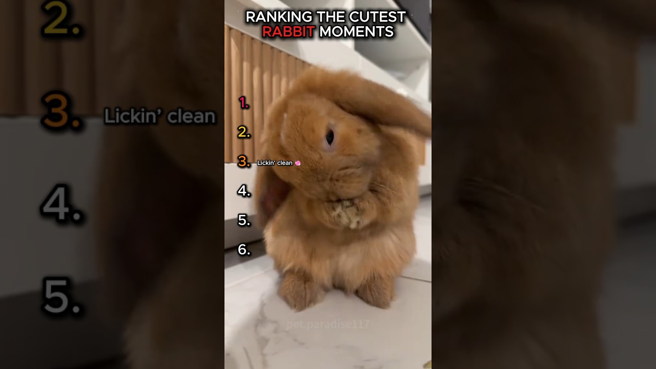 Cutest Rabbit Moments Ranked! 🐰✨ 