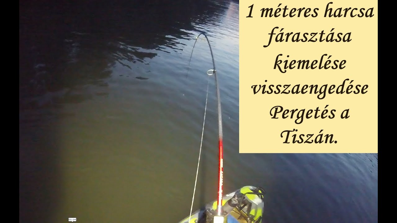 M&Eacute;TERES HARCSA  - Perget&eacute;s a Tisz&aacute;n. Fishing for catfish.