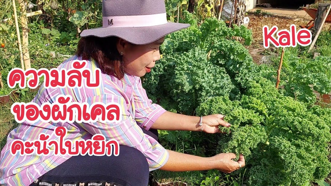 ความลับของผักเคล คะน้าใบหยิก พูดคุยทุกเรื่องของผักเคล Kale