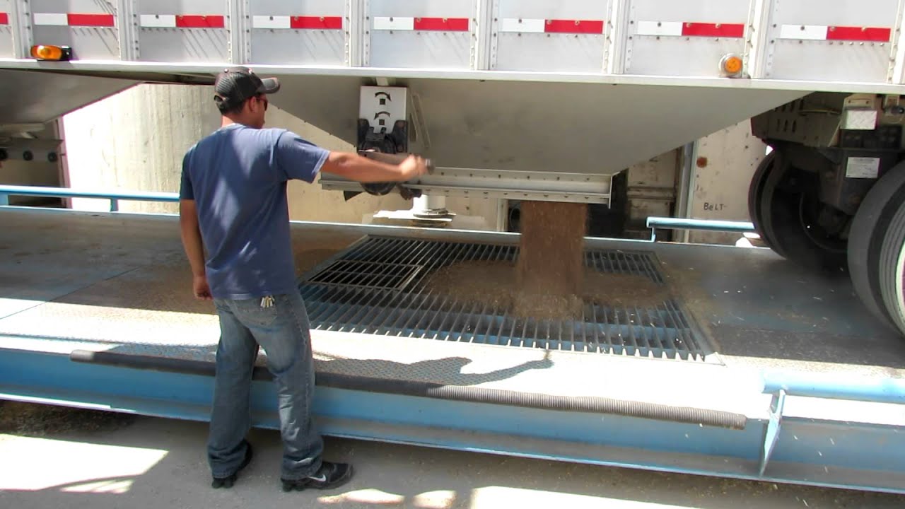Dumping wheat at the elevator... Part 3 of 4