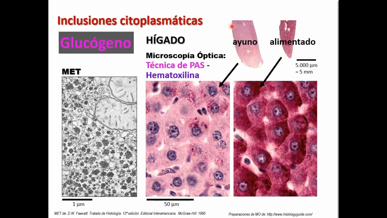 Mitocondrias Inclusiones - Biología Celular y Tisular