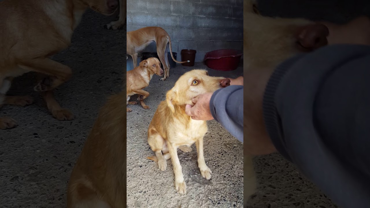 Prodean: Pipo, Pepe and Rita
