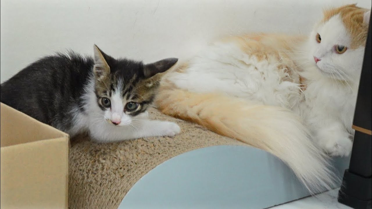 Can the Big Cat Be Friends with the Rescued Kitten?