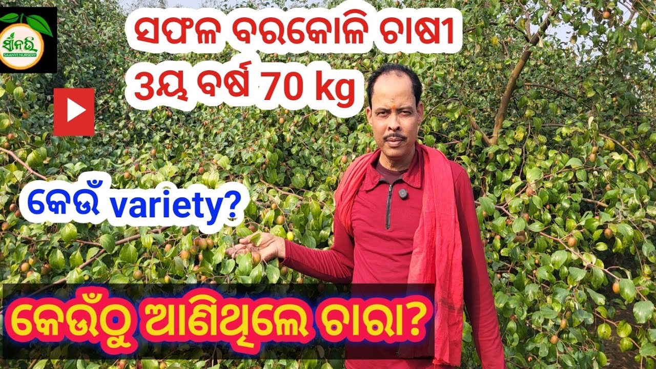 ଗଛରେ 60 kg/odishare barakoli chasa 