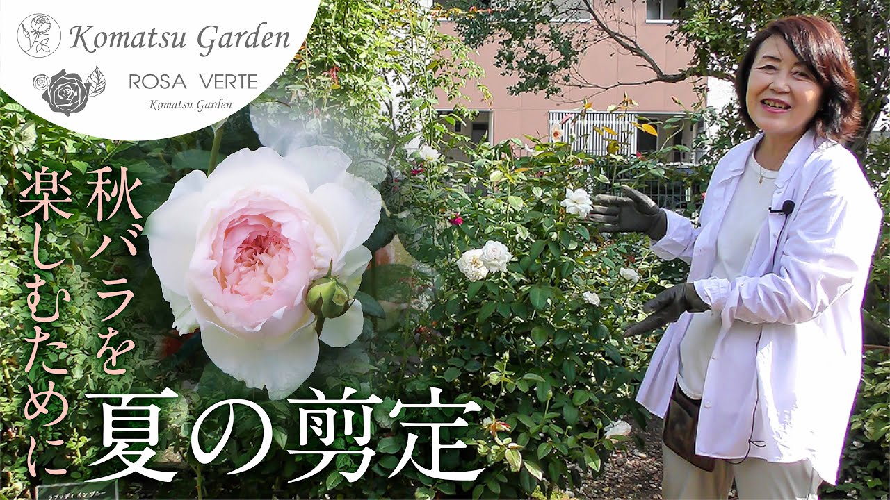 【バラの剪定】今が適期！ボレロの夏剪定