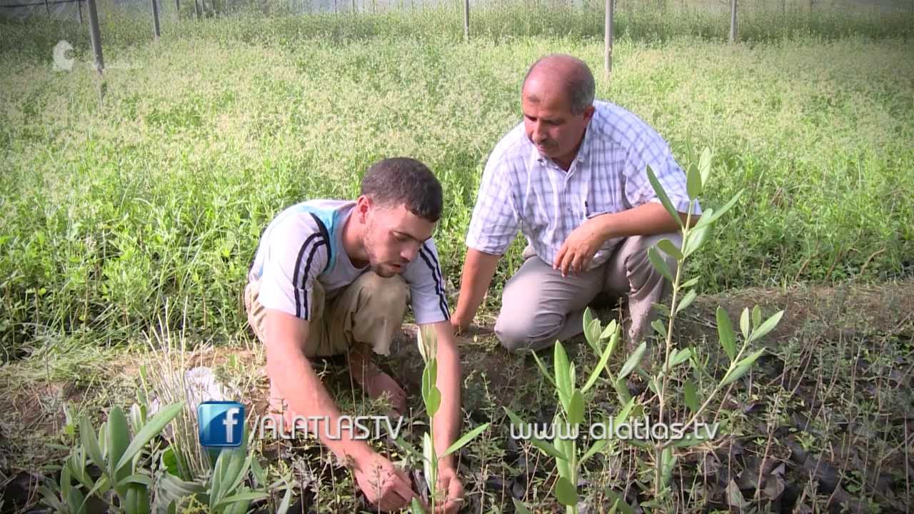 الجزائر : الأخضر الدائم، المبادرات و التجارب لتطوير الزراعة في الجزائر