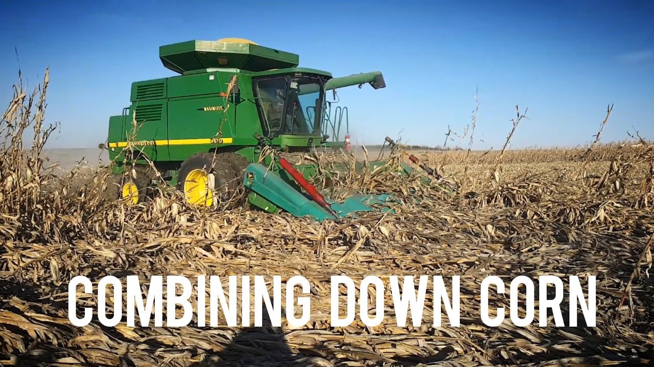 Combining Down Corn (#harvest21)
