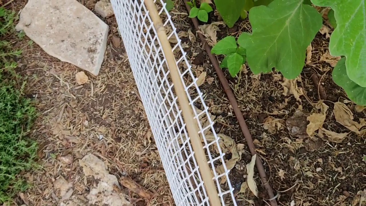 תחילתם של ירקות חורף