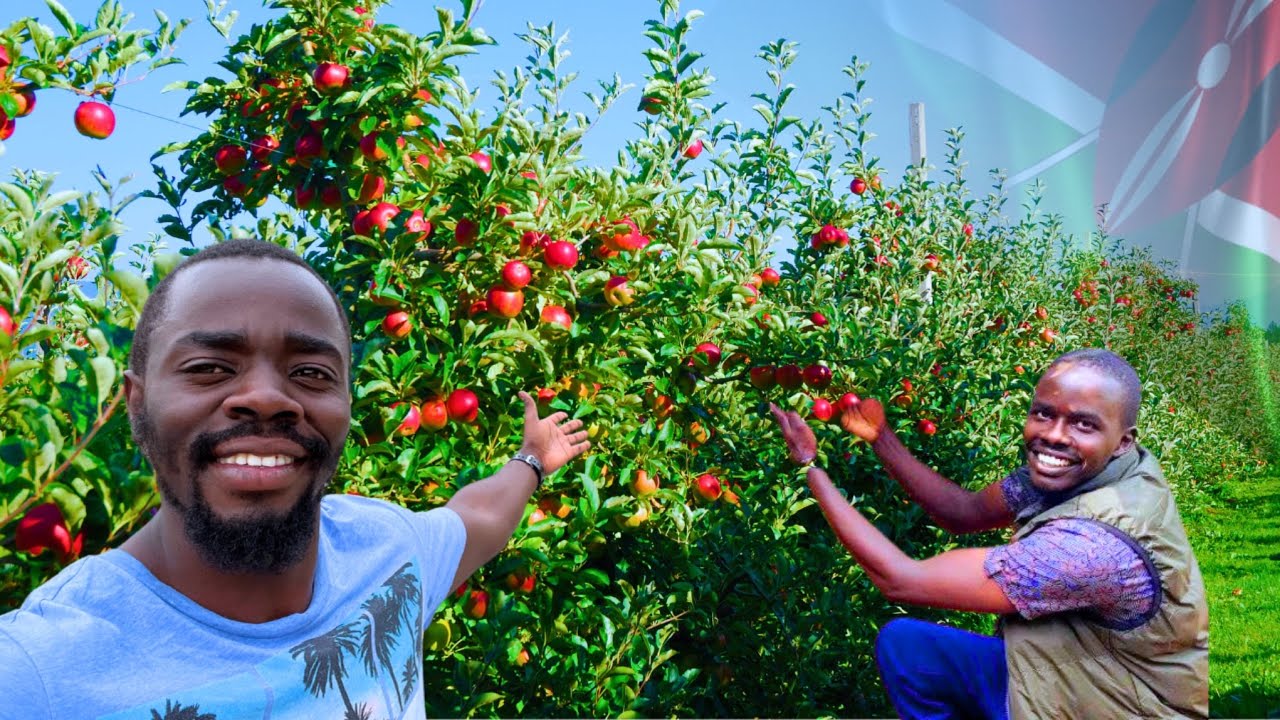 How a 28yr old is making MILLIONS from Apple farming in Kenya Africa