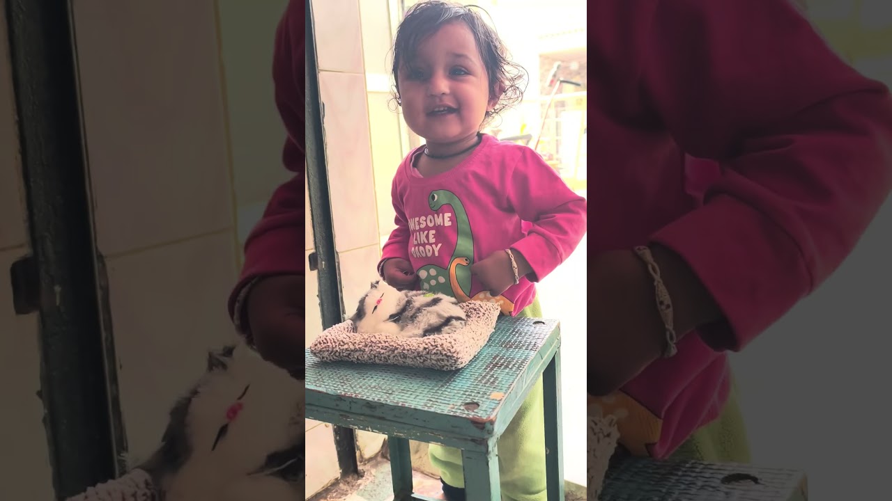 Baby’s First Reaction to Cute Sleeping Cat Toy 😍 | Baby Laughing Shorts