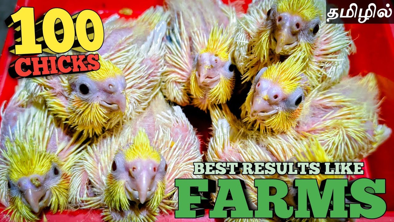 How to Breed Cockatiel Birds Like a Farm🤯🐣 | தமிழில்