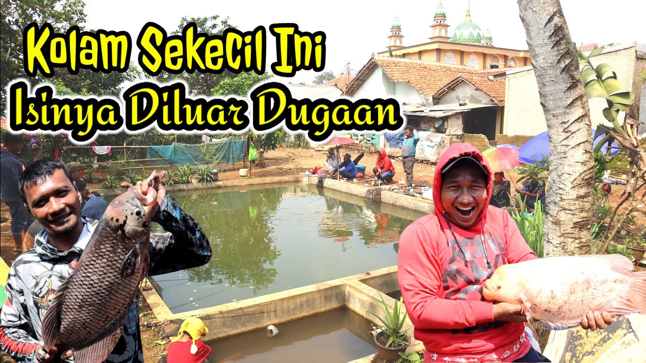 PEMILIK KOLAM RUGI | MANCING BORONGAN GURAME BABON DI BOGOR