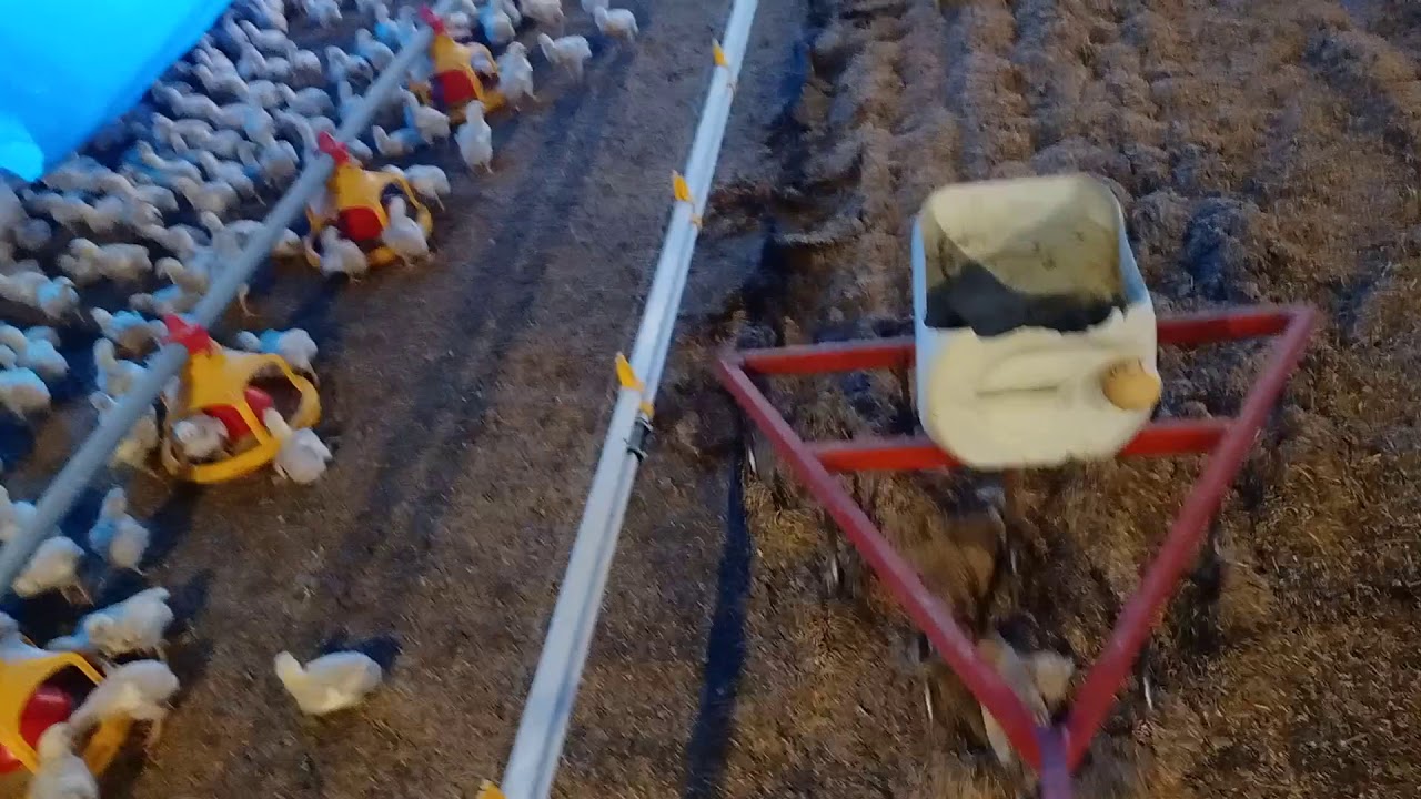 la herramienta más útil para remover la cama de su Galpón. #super useful poultry tool.