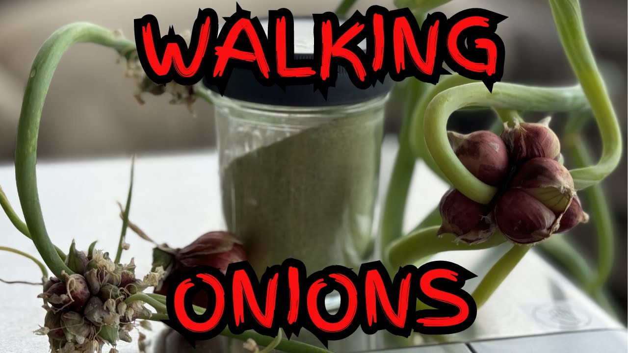 From Garden to Spice Rack: The Wonders of Egyptian Walking Onions!