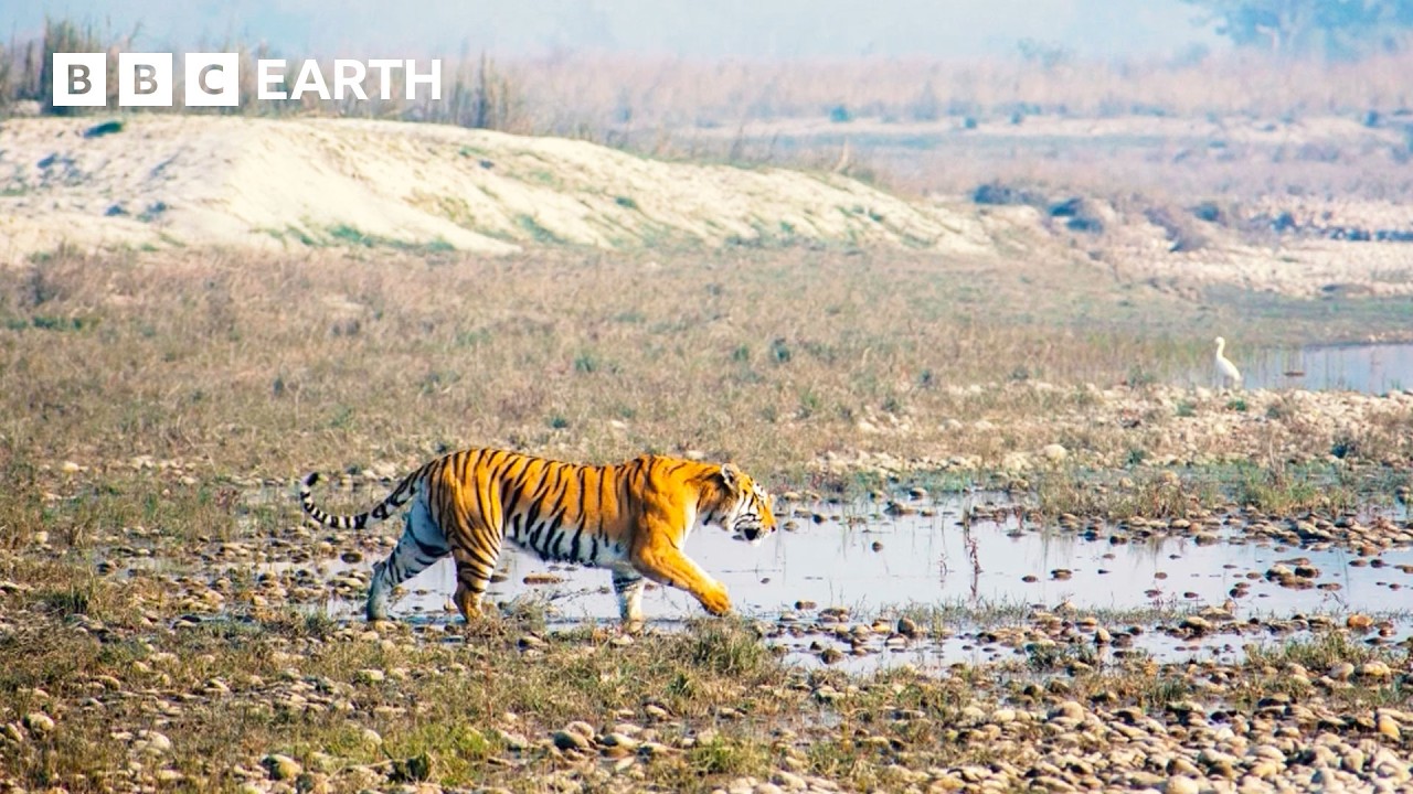Удивительное новое поведение тигров на видео | Остров тигров | BBC Earth
