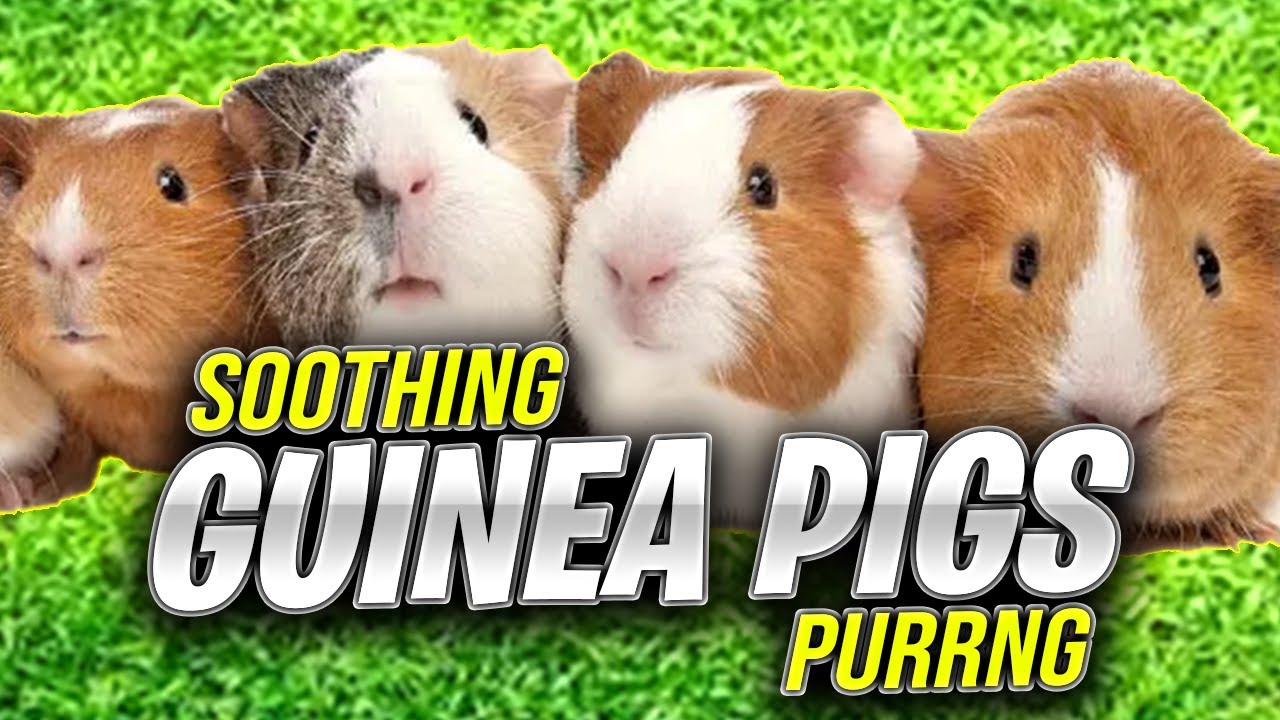 Guinea Pig Purring Hour | 1 Hour of Guinea Pig Purring | 1 Hour of Guinea Pig Noises | Petwised
