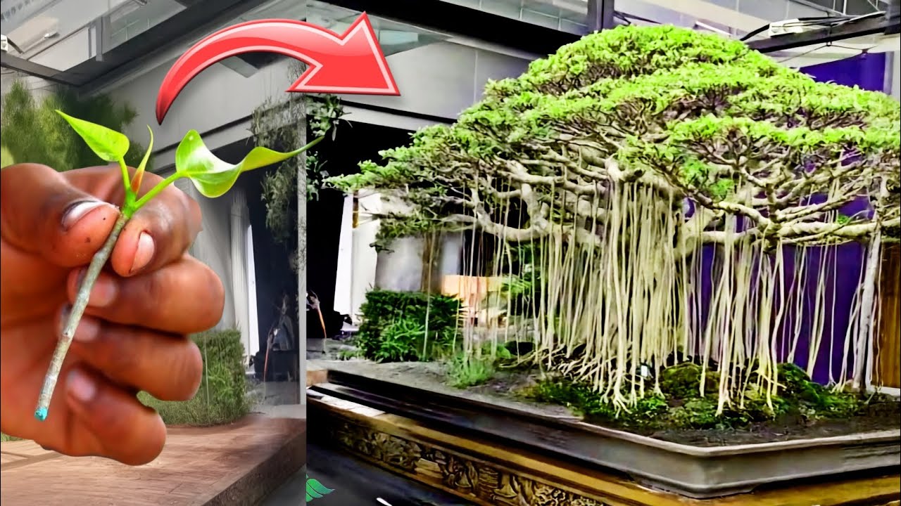 बोन्साई कलाकार कैसे बनाते बोना पेड़ ? ~ Bonsai Tree