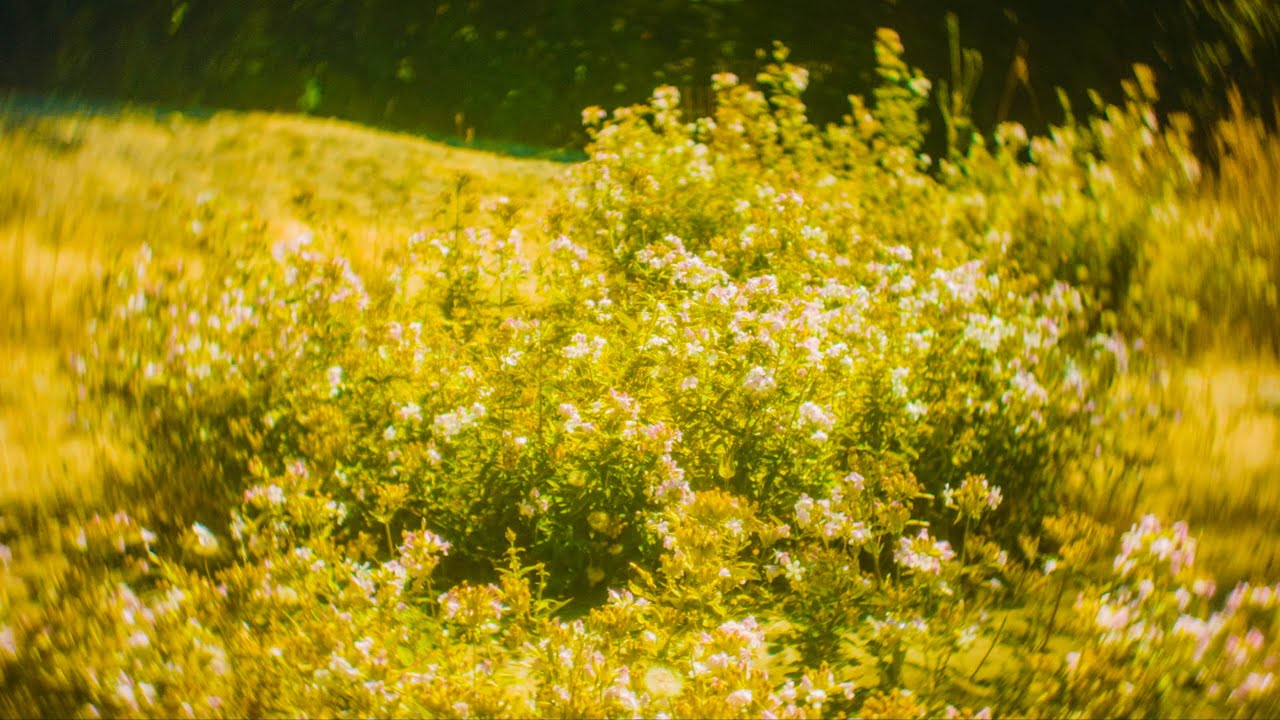 4K Summer Ambience at Cedar River | Birds Singing & Blooming Nature