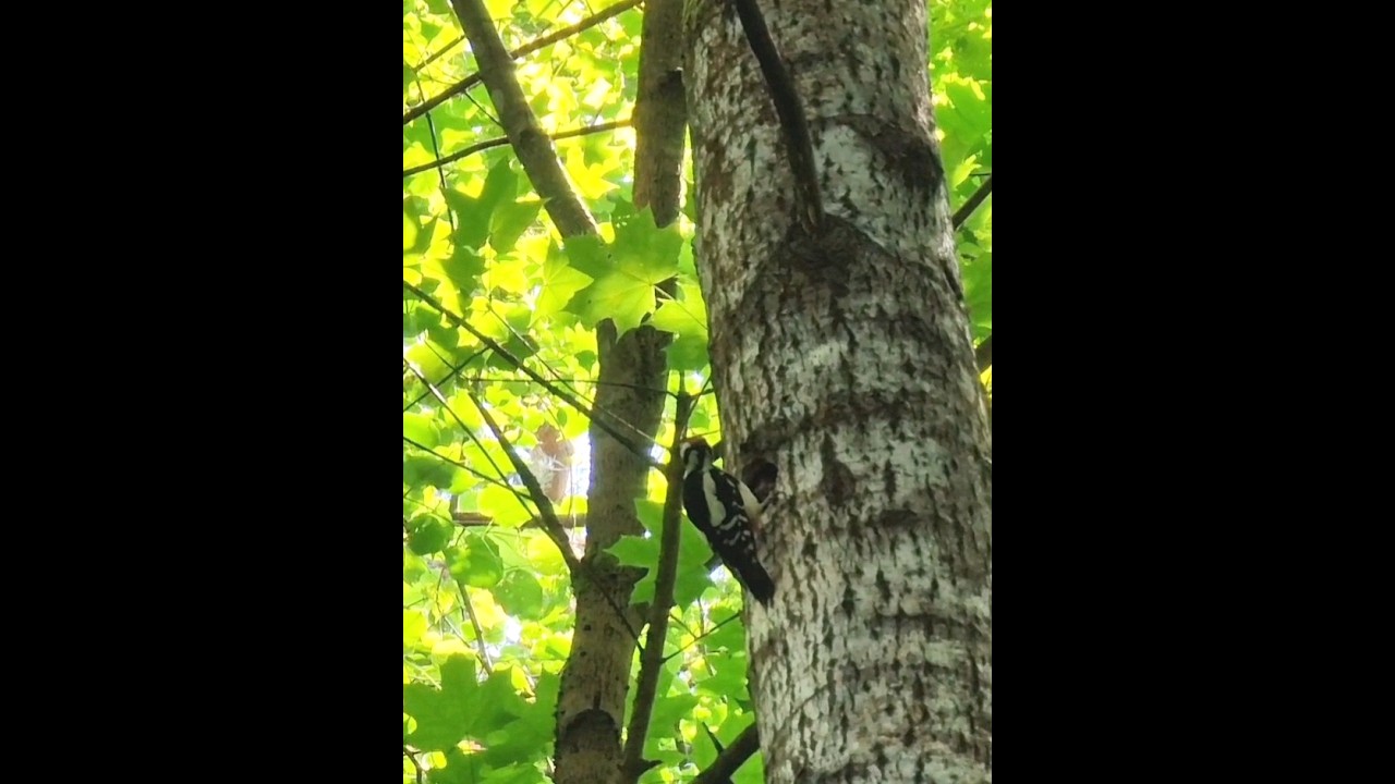 Didysis margasis genys maitina savo jauniklį #shorts #birds