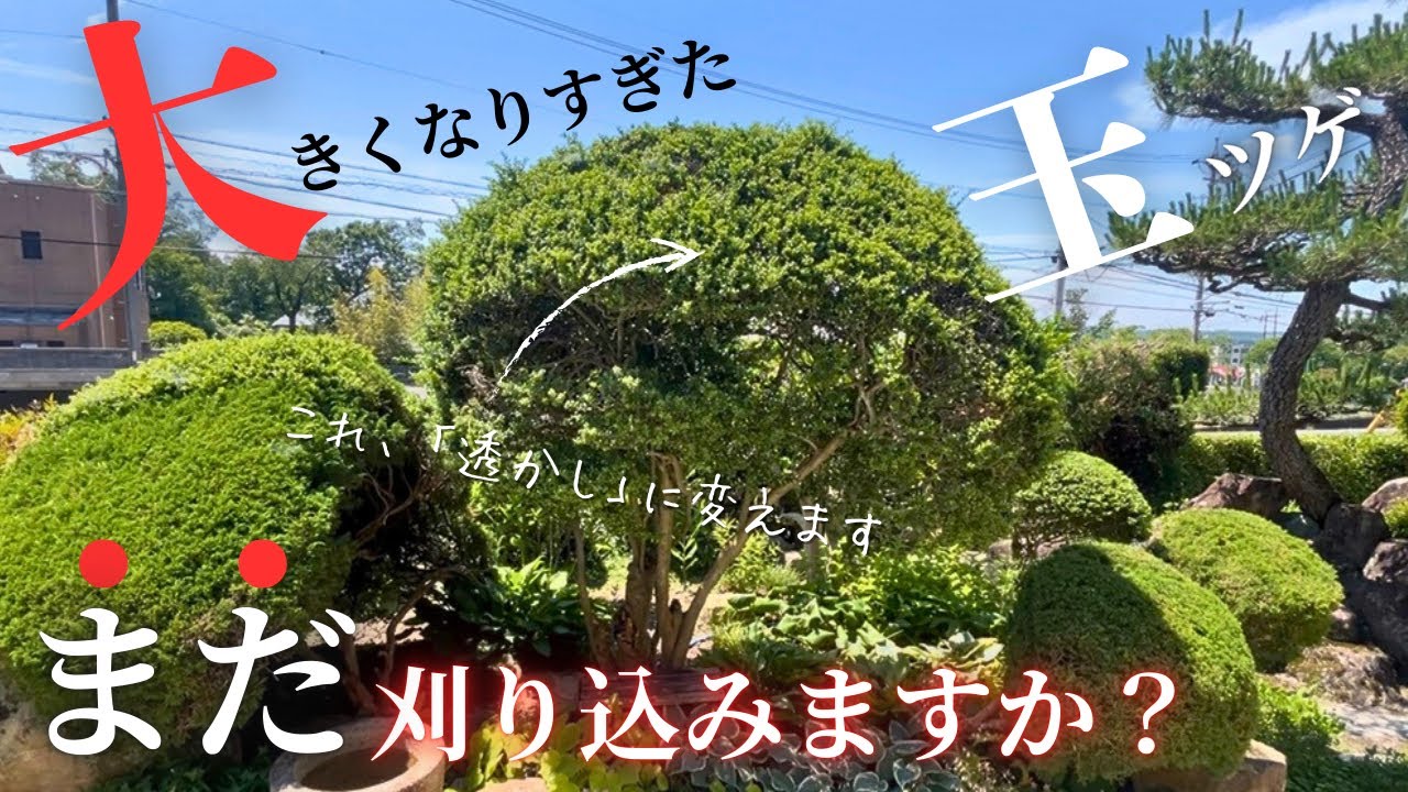 【ツゲの透かし剪定】刈り込みの限界を迎えた玉ツゲを透かしに変えて軽やかにする庭師〜難しいことわざ知ってます〜