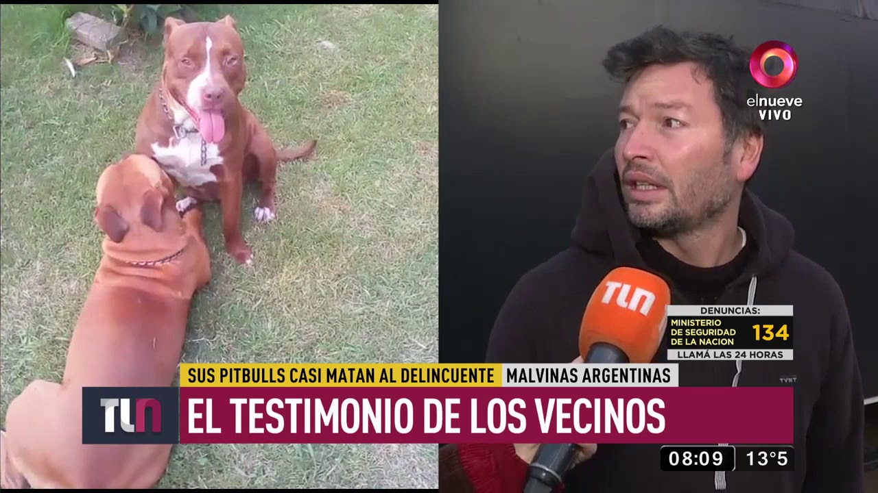 Entró a robar a una casa y los pitbulls casi lo matan