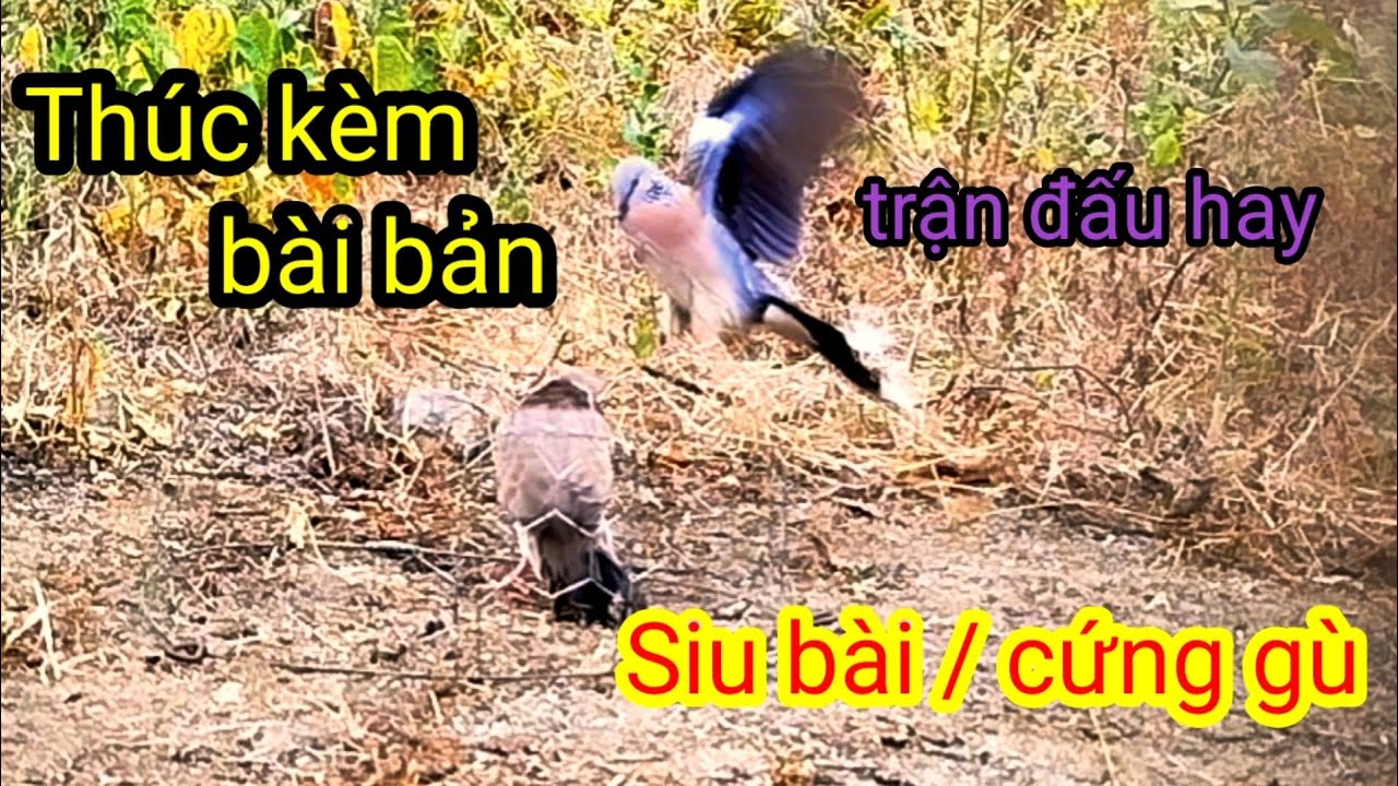 Nghiatrongkt.(lip 1.059) SIU BÀI GÙ CỨNG ..