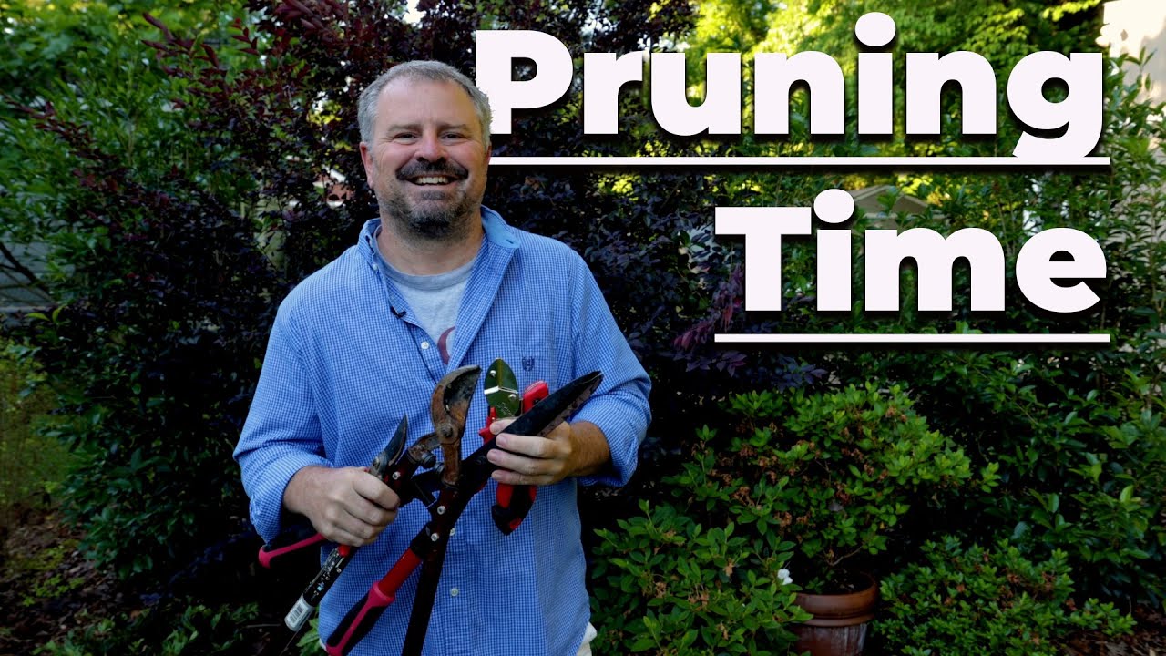 How to Prune Shrubs- ✂✂✂