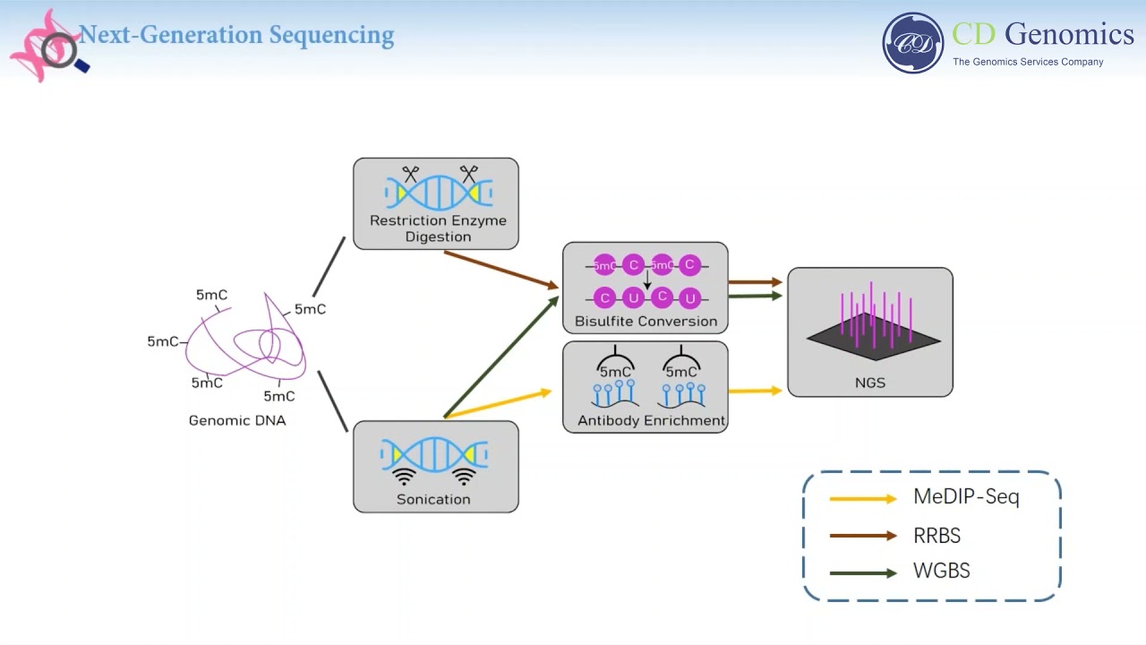 Sequencing Based Approaches for Profiling DNA Methylation